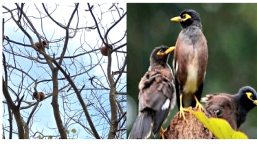 খুবিতে পাখিদের বাসস্থানের জন্য ব্যতিক্রমধর্মী ব্যবস্থা